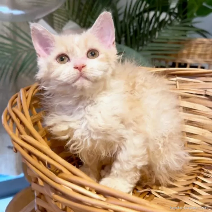 セルカークレックス【神奈川県・女の子・2025年7月28日・クリーム&amp;ホワイト】の写真1