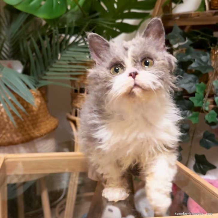 ブリーダー画像