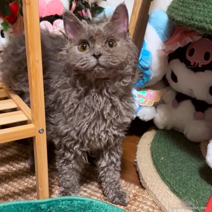 ブリーダー画像