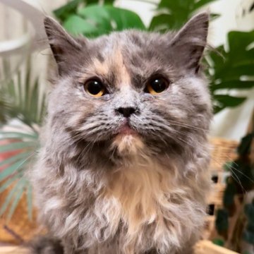 セルカークレックス【神奈川県・女の子・2025年9月1日・ブルー&クリーム】の写真「小柄な女👩🦉みたい」