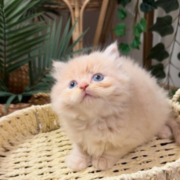 マンチカン(長足)【神奈川県・男の子・2025年4月25日・クリーム】の写真「もふもふ可愛い」