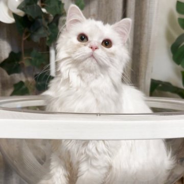 セルカークレックス【神奈川県・女の子・2024年12月3日・ホワイト】の写真「超甘え坊😻オッドアイ
欠点あり」