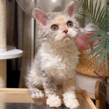 セルカークレックス【神奈川県・女の子・2025年6月10日・ダイリュートキャリコ】の写真「長いまつげ🥺」