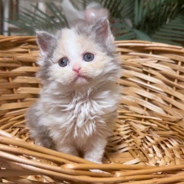 セルカークレックス【神奈川県・女の子・2025年8月12日・ダイリュートキャリコ】の写真「ぬいぐるみちゃん🧸」