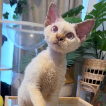 デボンレックス【神奈川県・男の子・2025年6月26日・レッドポイント】の写真「情熱の子❤️‍🔥チュー😗好き」