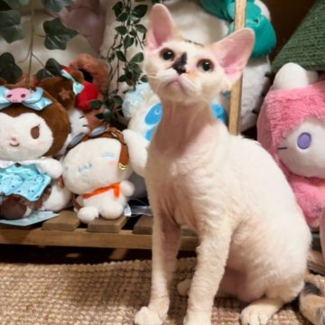 デボンレックス【神奈川県・女の子・2024年8月23日・キャリコ】の写真「前髪ある女💕」