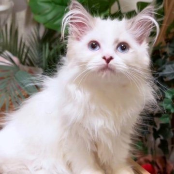 セルカークレックス【神奈川県・女の子・2025年9月1日・ブルーポイントバイカラー】の写真「美人🥰」