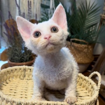 デボンレックス【神奈川県・男の子・2025年4月5日・ホワイト】の写真「少年感満々👦クリクリ目👀」