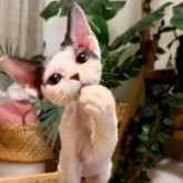 デボンレックス