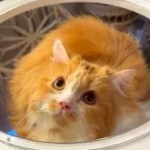 セルカークレックス