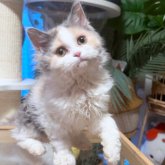 セルカークレックス