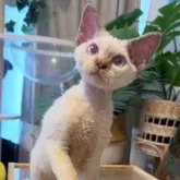 デボンレックス