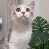 セルカークレックス