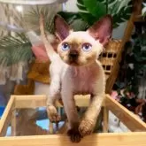 デボンレックス