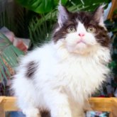 セルカークレックス