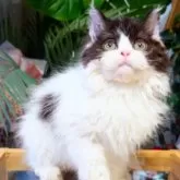 セルカークレックス