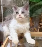 セルカークレックス【神奈川県・男の子・2025年9月1日・ブルー&ホワイト】の写真2