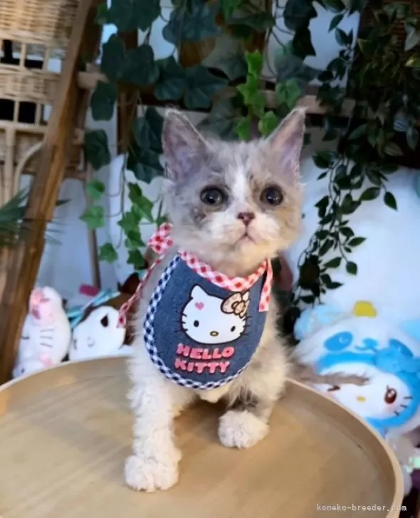 ねこさん② セルカークレックス【神奈川県・男の子・2025年5月6日・ブルー