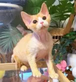 デボンレックス【神奈川県・男の子・2025年9月30日・レッドタビー&ホワイト】の写真3