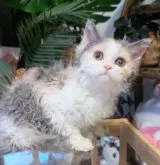 セルカークレックス【神奈川県・女の子・2025年8月12日・ダイリュートキャリコ】の写真7