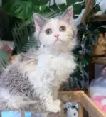 セルカークレックス【神奈川県・女の子・2025年8月12日・ダイリュートキャリコ】の写真6