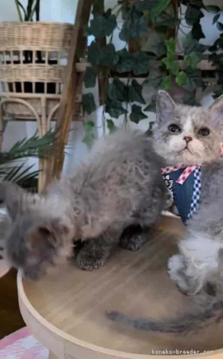 ねこさん② mofusand はたらく！サラリーにゃん トレーディング缶バッジ(全8