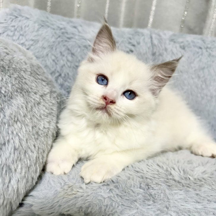 ブリーダー画像