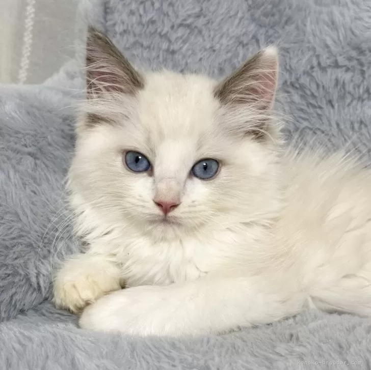 ID:2506-00884の子猫