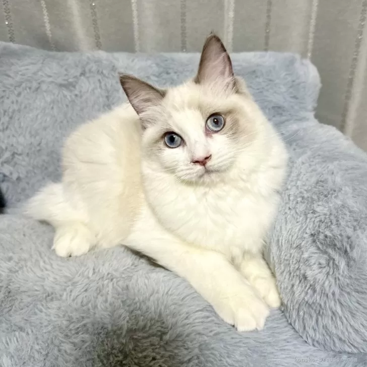 ラグドール【群馬県・女の子・2025年3月21日・ブルーポイントバイカラー】の写真1