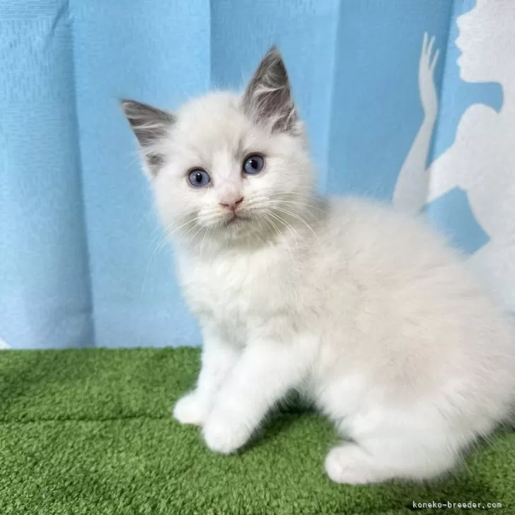 ID：2505-02646の子猫