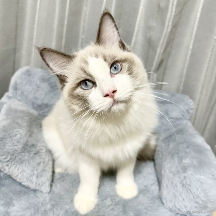 ブリーダー画像