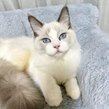 ラグドール【群馬県・男の子・2025年4月21日・ブルーポイントバイカラー（長毛）】の写真「遊ぶのが大好きな男の子🩵」