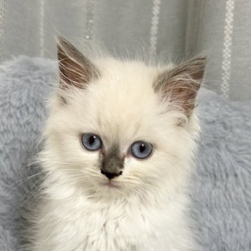 ラグドール【群馬県・女の子・2025年4月21日・ブルーポイント（長毛）】の写真「おっとりさん🩷」