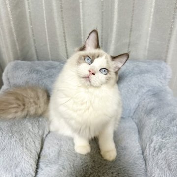 ラグドール【群馬県・男の子・2025年3月21日・ブルーポイントバイカラー（長毛）】の写真「ご飯🍚も遊ぶことも大好き💙」