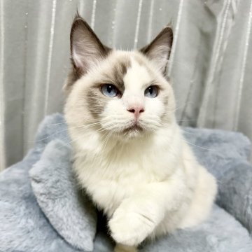 ラグドール【群馬県・男の子・2025年3月21日・ブルーポイントバイカラー(長毛)】の写真「ご飯🍚大好き🩵遊ぶことも大好き💙」