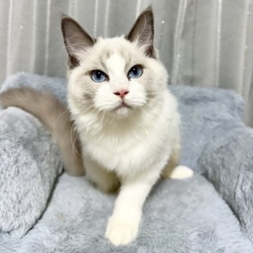 ラグドール【群馬県・男の子・2025年4月21日・ブルーポイントバイカラー(長毛)】の写真「遊ぶのが大好きな男の子🩵」