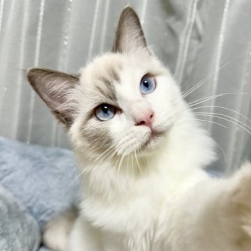 ラグドール【群馬県・男の子・2025年4月21日・ブルーポイントバイカラー(長毛)】の写真「遊ぶのが大好きでとても人懐っこい💛」