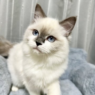 ラグドール【群馬県・女の子・2025年4月21日・ブルーポイント（長毛）】の写真「おっとりしていて甘えん坊🩷」