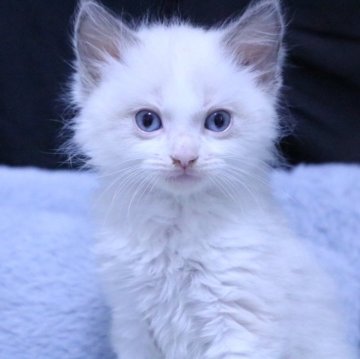 ラグドール【群馬県・男の子・2025年7月18日・ブルーポイントバイカラー（長毛）】の写真「おっとりさん🩵『9/12掲載終了予定』」