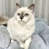 ラグドール【群馬県・女の子・2025年4月21日・ブルーポイント】の写真2