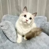 ラグドール【群馬県・女の子・2025年3月21日・ブルーポイントバイカラー】の写真2