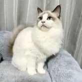 ラグドール【群馬県・男の子・2025年3月21日・ブルーポイントバイカラー】の写真4