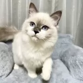 ラグドール【群馬県・女の子・2025年4月21日・ブルーポイント】の写真4