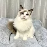 ラグドール【群馬県・男の子・2025年3月21日・ブルーポイントバイカラー】の写真5