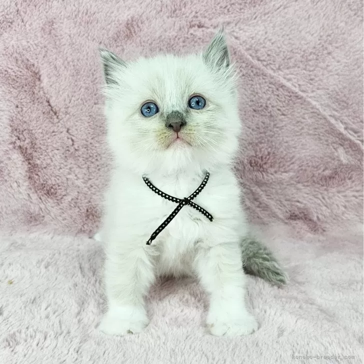 ID：2412-00930の子猫