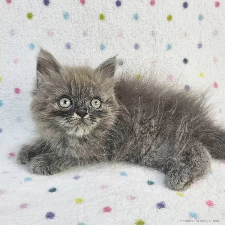 ID：2407-01034の子猫