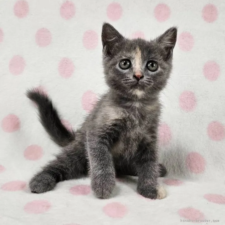 ID：2309-01978の子猫