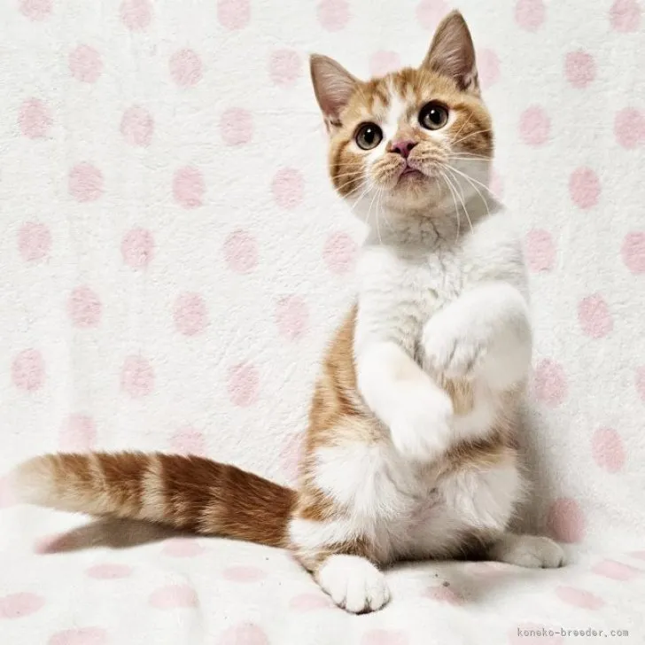 ID：2308-00736の子猫