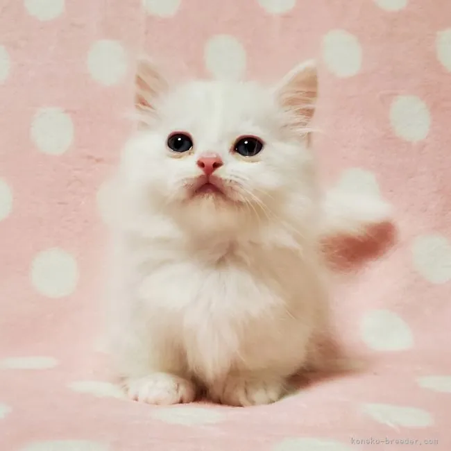 ID:2204-02191の子猫