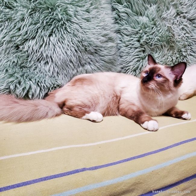 バーマン【・女の子・2021年3月1日・シールポイント】